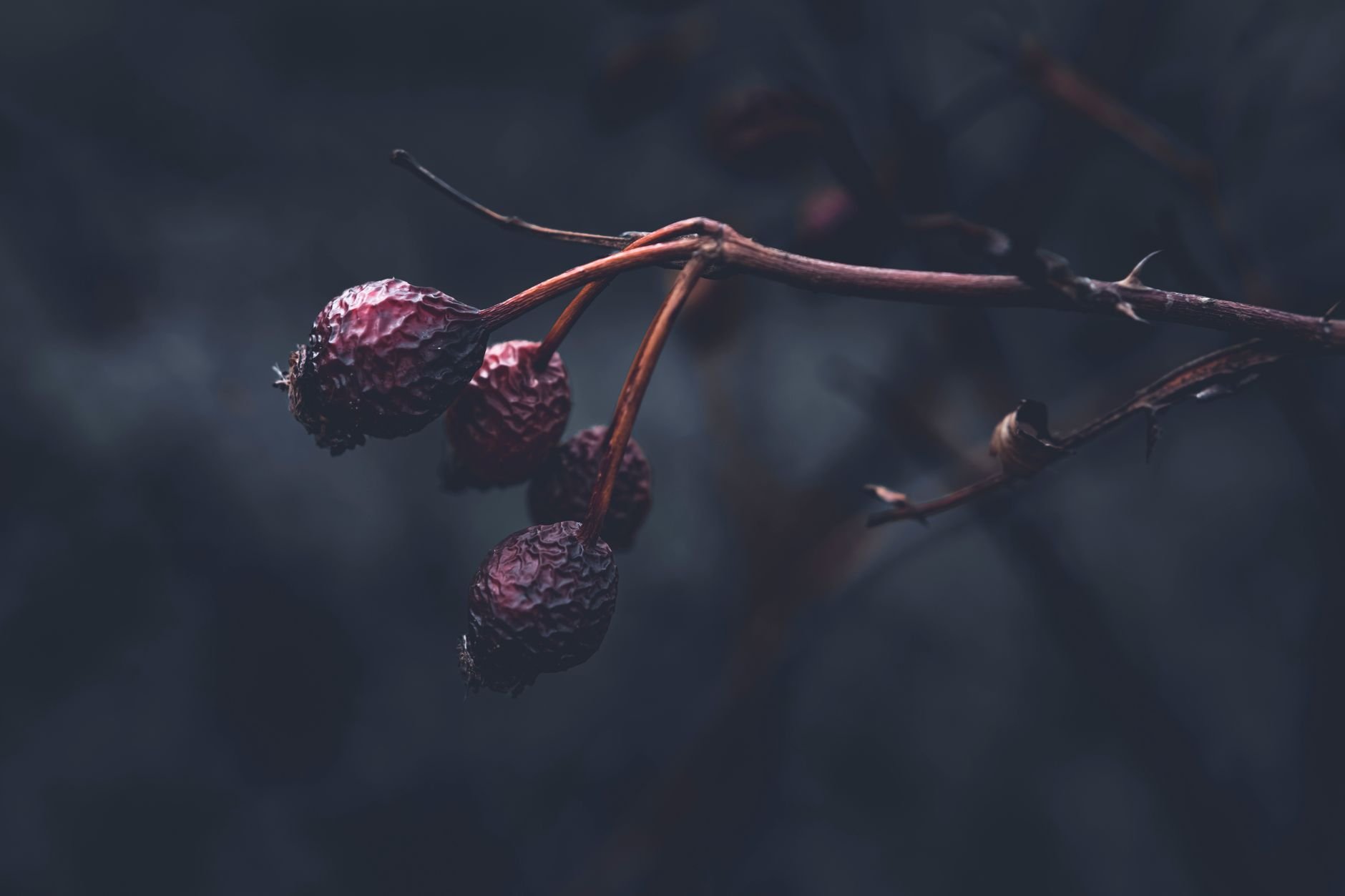 Dark and moody close-up of dried botanical herbs on a dark background.