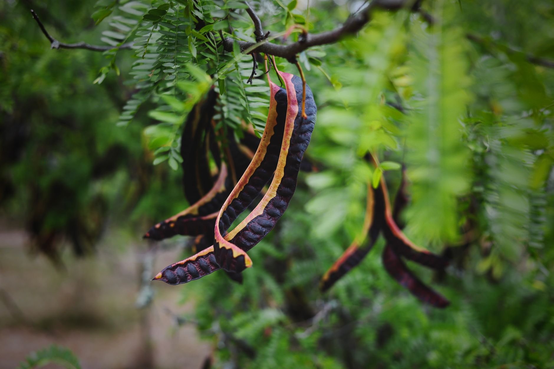 Close-up of large tropical seed pods hanging amidst lush green leaves — reminiscent of Entada rheedii.